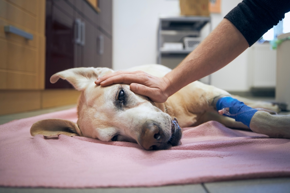 euthanasia for pets