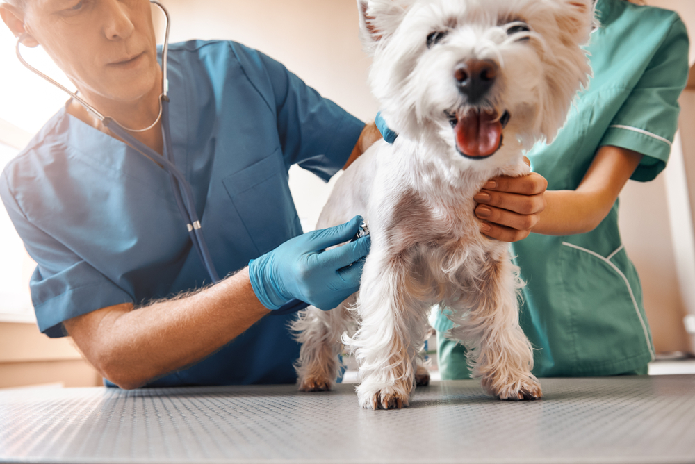 dog emergency vet