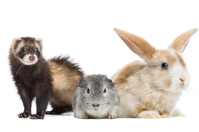 West Chester Veterinary Center Exotic Animal Vet