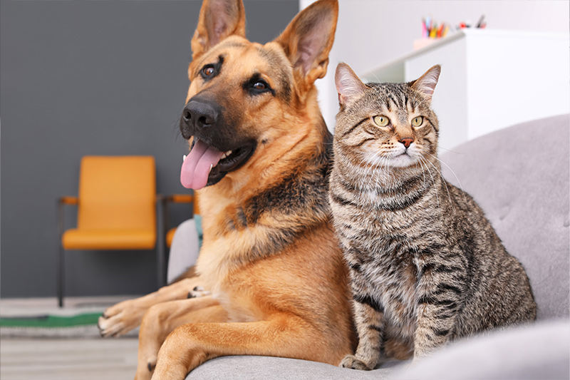 Boarding Care for Cats & Dogs - West Chester Veterinary Center